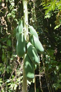 papaya tree