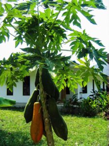 Papaya tree