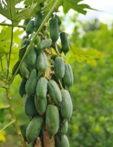 Papaya tree
